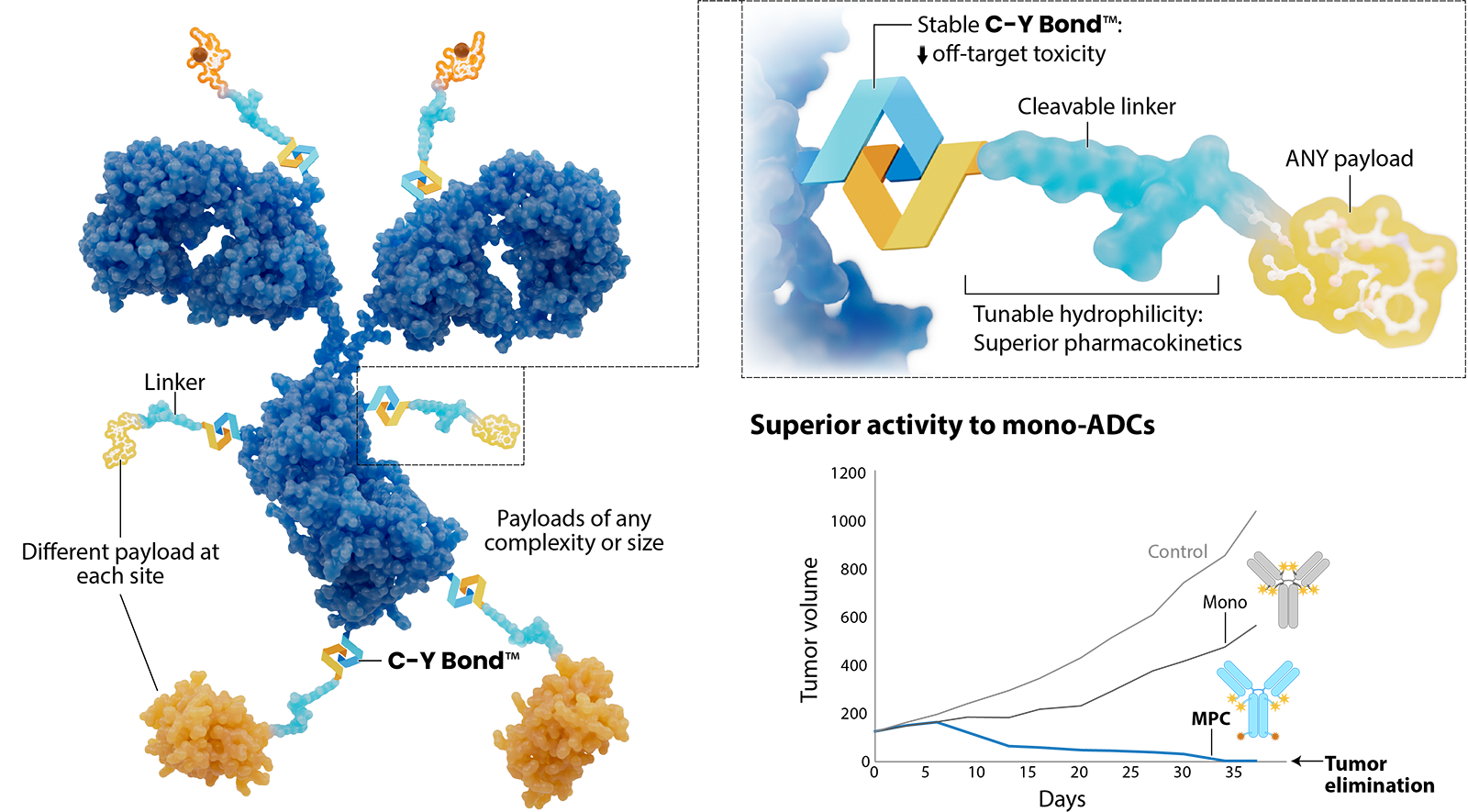 Illustration of our MPCs and C-Y Bond, with a graph showing superior activity to mono-ADCs.