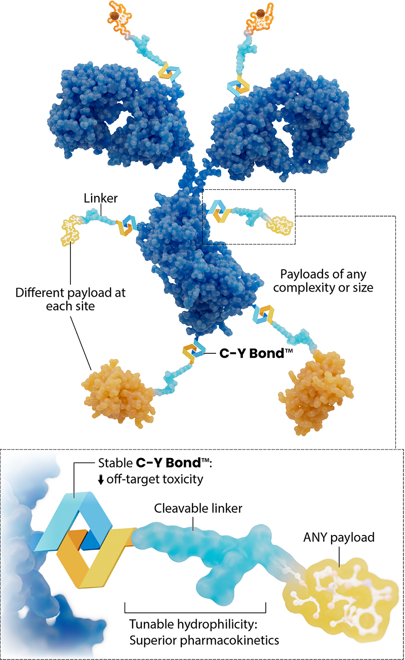 Illustration of our MPCs and C-Y Bond